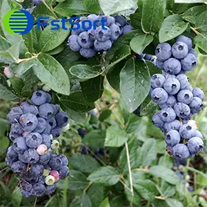 Low dropout sorting equipment for blueberries
