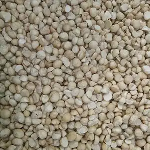 Macadamia grading machine