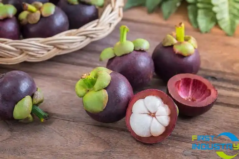 Mangosteen cleaning and drying machine Mangosteen cleaning and drying machine