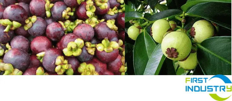 Mangosteen cleaning and drying machinery Mangosteen cleaning and drying machinery