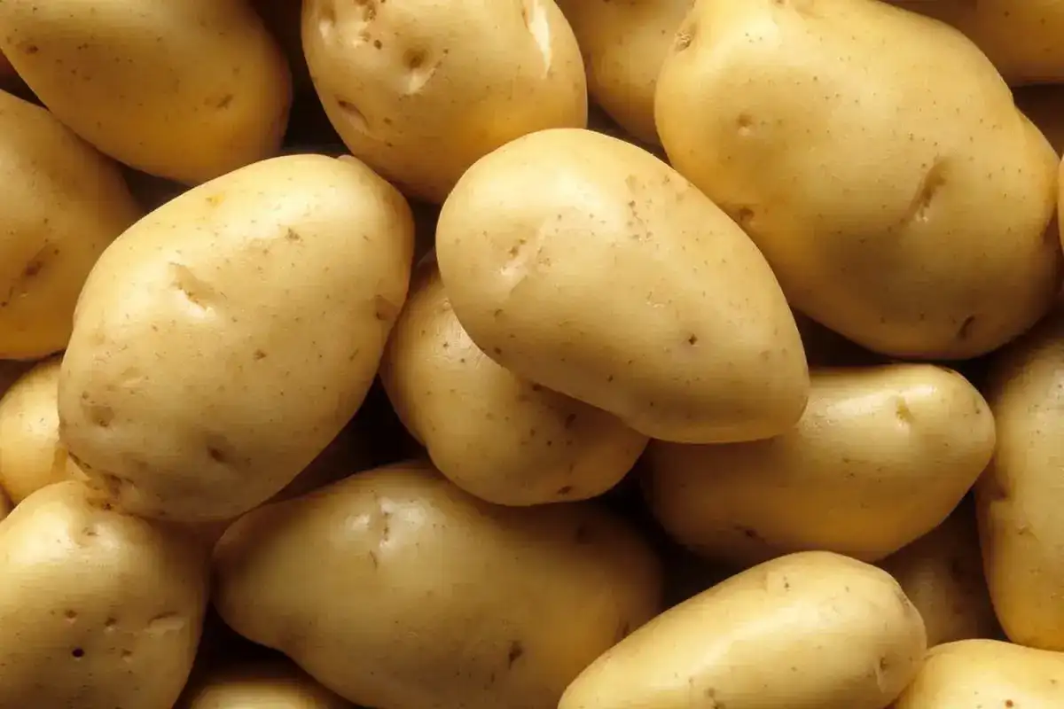 Maximize potato sorting efficiency