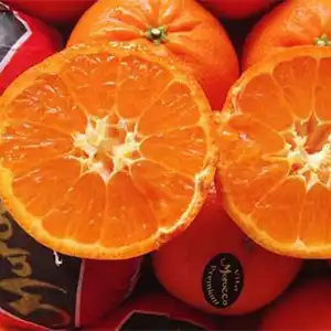 Moroccan citrus production and exports are expected to decline this season
