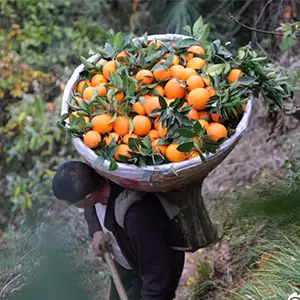 Navel Oranges Sorting Machine