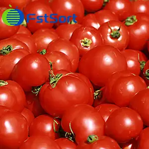 New Moroccan Export Quotas Will Cut Domestic Tomato Prices in Half