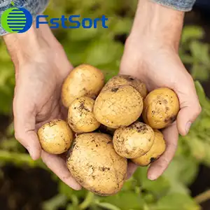No link between potato consumption and increased risk of heart disease