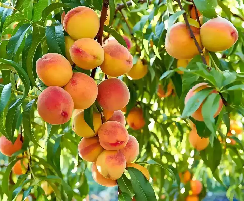 Peach grading machine by weight