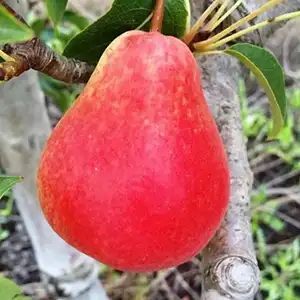 Pears sorting machine