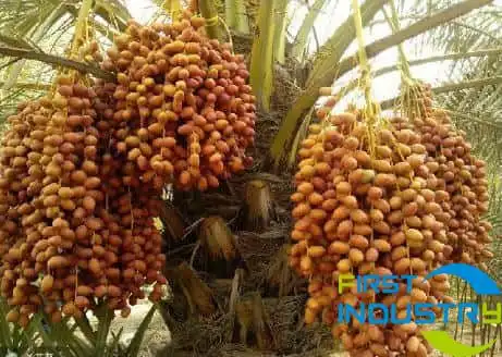images/1558510321385dates-palm-tree.jpg images/1558510321385dates-palm-tree.jpg