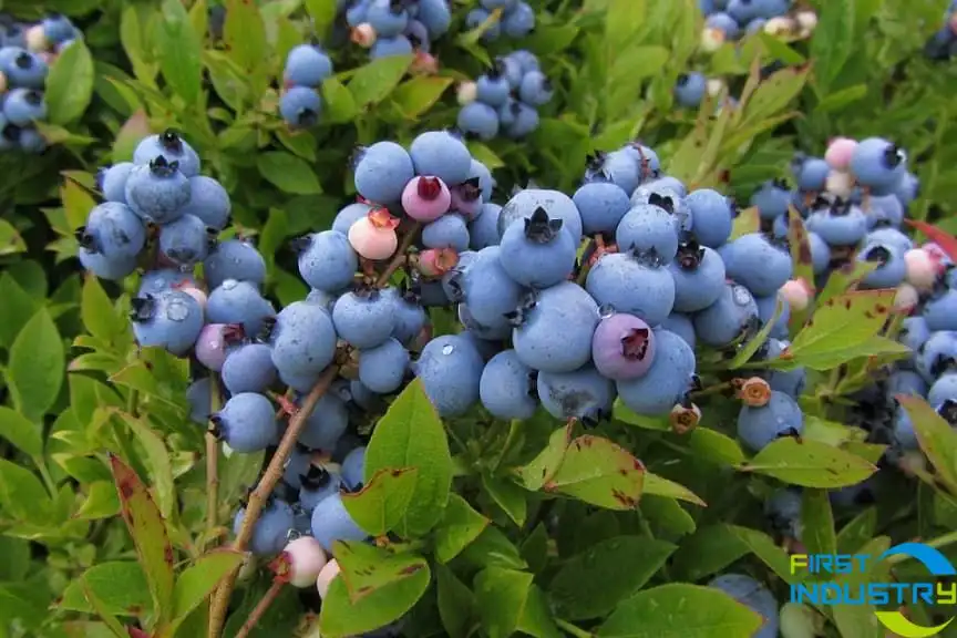 blueberry blueberry