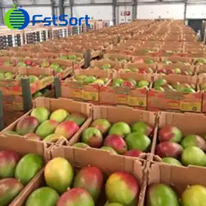 Peru's mango exports topped 240,000 tons