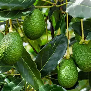 Peruvian avocado