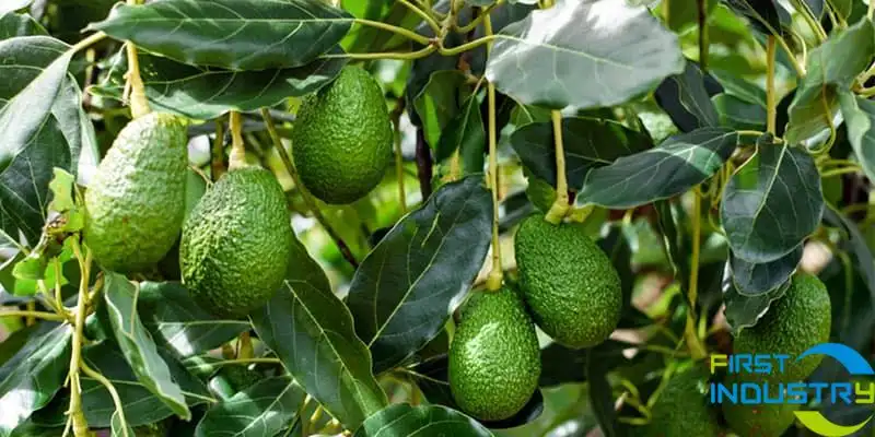 avocado avocado