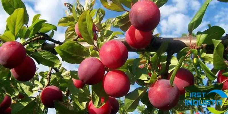 images/1592551416646plum.jpg