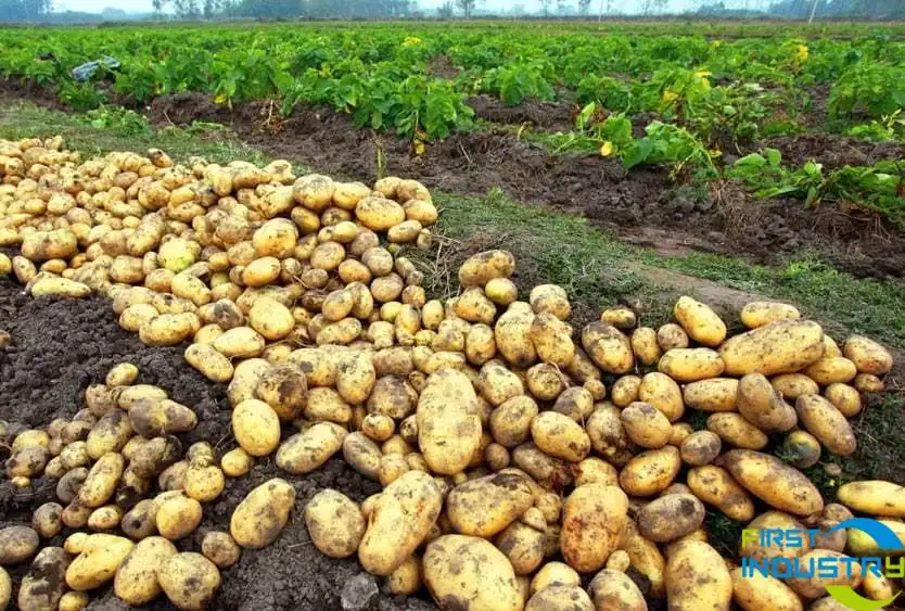 potato processing sorting potato processing sorting