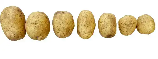 Potato grading machine with cleaning and drying type