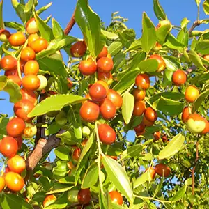 Precision Engineering for NSW Growers: Fstsort Launches Specialized Jujube Roller Grader