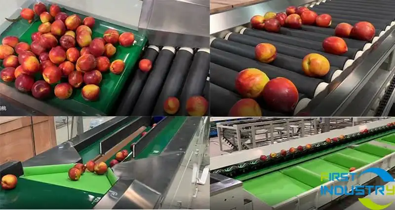 nectarine sorting process nectarine sorting process