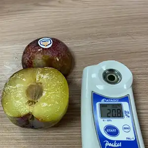 Purple Honey plum variety – violet rind, large size, high sweetness Chilean plum