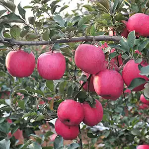 Quick sorting Apple is no longer a dream