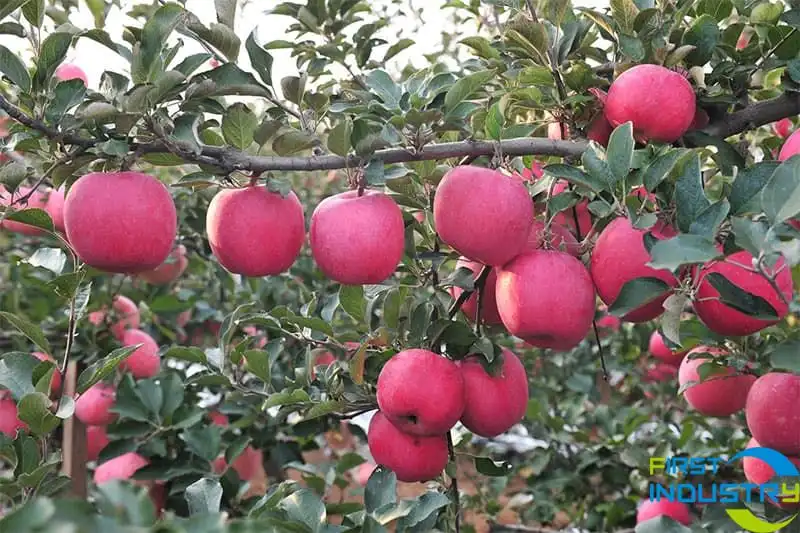 apple-sorting apple-sorting