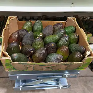 Rotary avocado grader