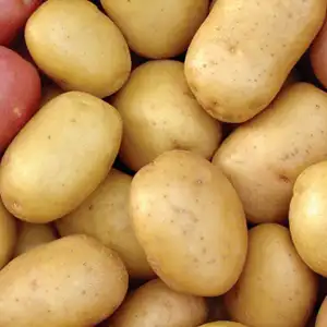 Seed Potatoes Sorting Machine