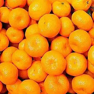 South Africa citrus plans to expand its sino-japanese refrigerated shipping program