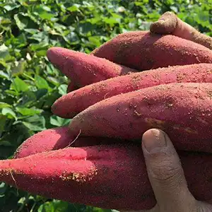 Sweet potato grading machine