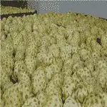 The best way to clean and grading Noni fruit in Indonesia