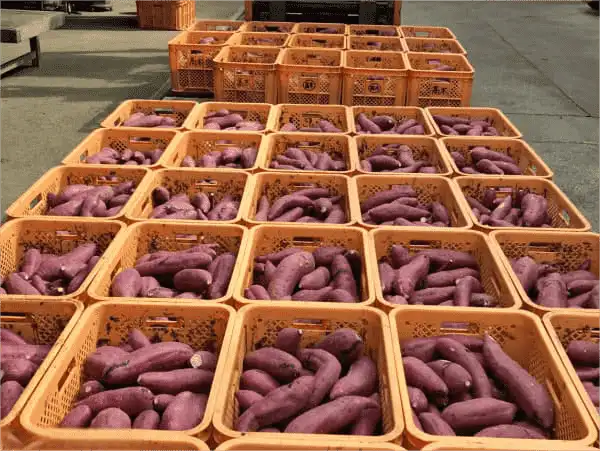 The life of sweet potatoes