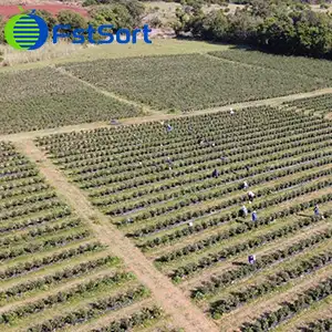 The Most Popular Blueberry Grader In The South African Market