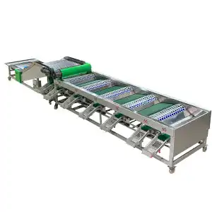The new type garlic grader is on the market