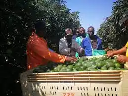 The Opportunity For Kenyan Avocado Exporters To Choose Graders