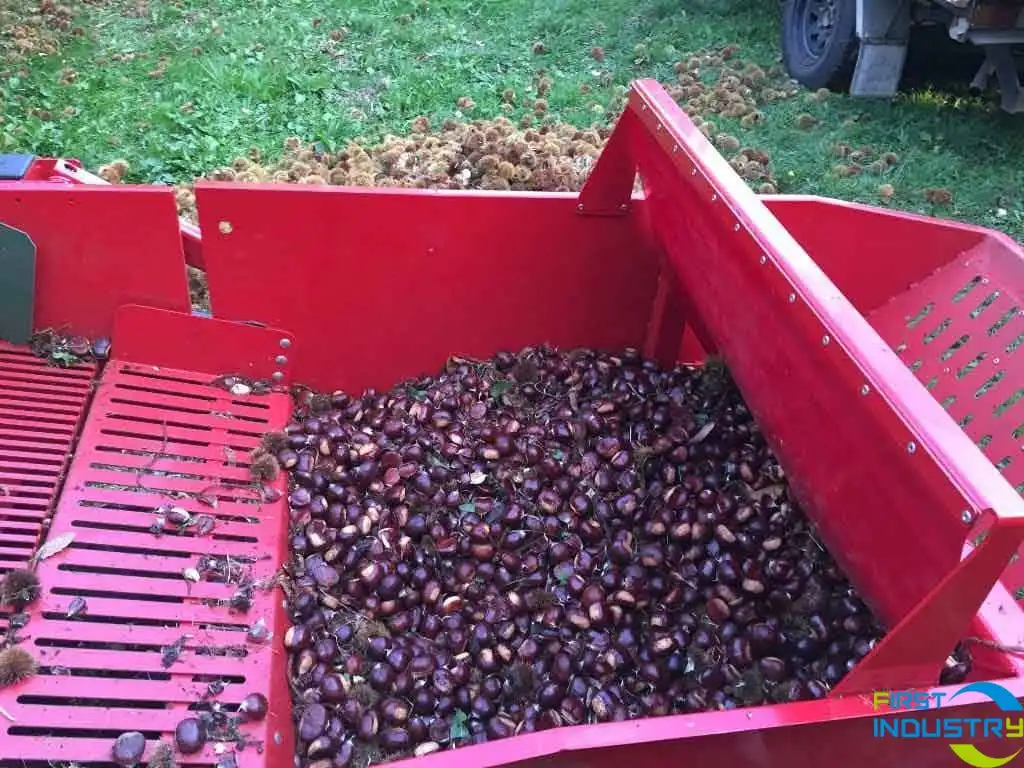 The Processing Line for Chestnuts The Processing Line for Chestnuts