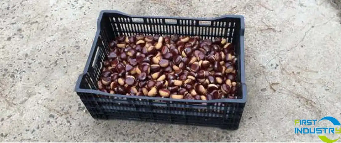 The Processing Line for Chestnuts The Processing Line for Chestnuts