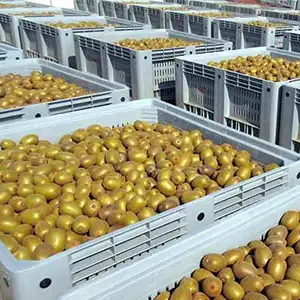 The quality of Chilean kiwis has improved this season