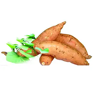 The rise of China's sweet potato industry