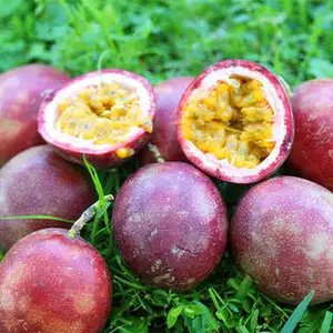 Vietnam exports passion fruit to Europe for the first time
