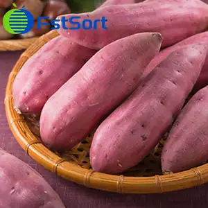 Vietnamese sweet potatoes enter the Chinese market through official channels