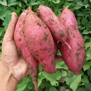 Why do we have to grade sweet potatoes