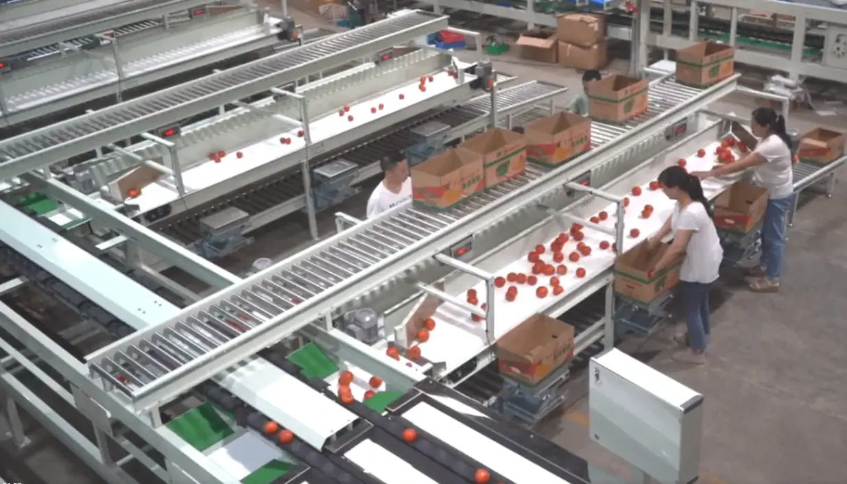Workers packing graded fruit at packing table β empties from top flow rail, full boxes on middle shelf, soft landing on bottom